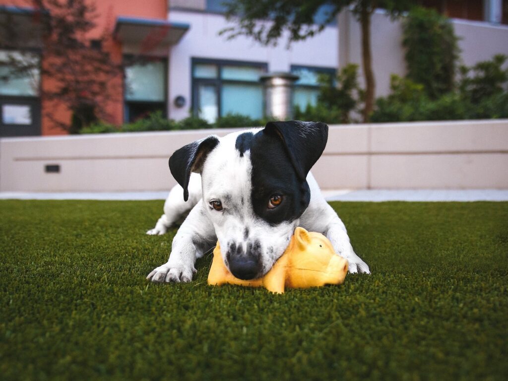 Artificial Turf for Pets